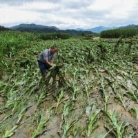 A villager lifts up fallen corn plants after a flood at a farm in Jianhe county, Guizhou province, China in July 2017. Photograph: Reuters