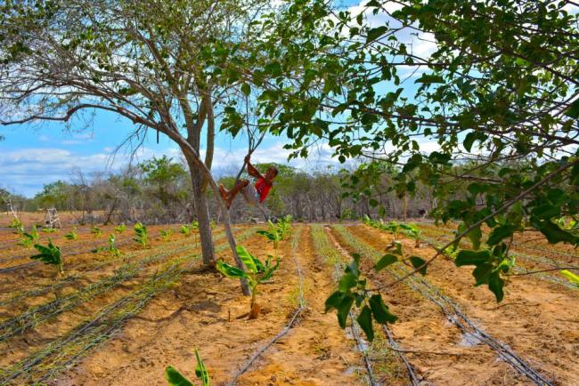 | João Vitor climbs tree in vegetable gardens in the Assentamento Settlement Safra Pernambuco Photo by Mel Gurr | MR Online