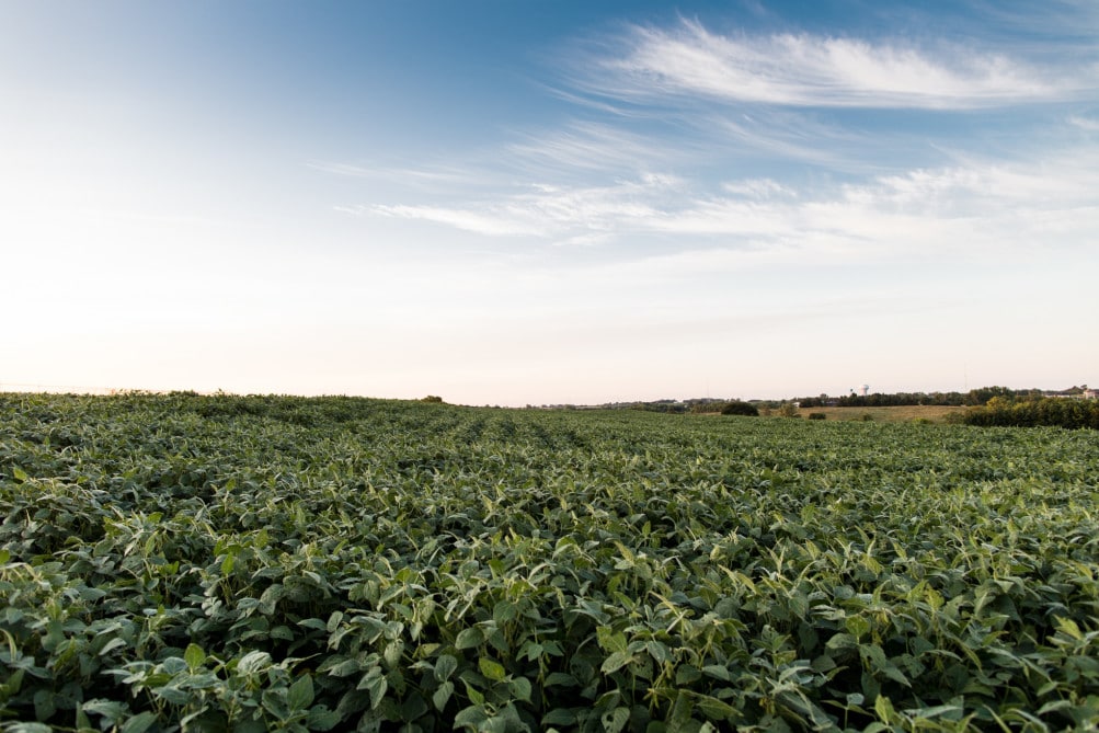 | Soybeans growing in a field outside Lincoln Nebraska one of many crops whose nutrient content is shifting as a result of rising carbon dioxide levels | Geoff Johnson for POLITICO | MR Online