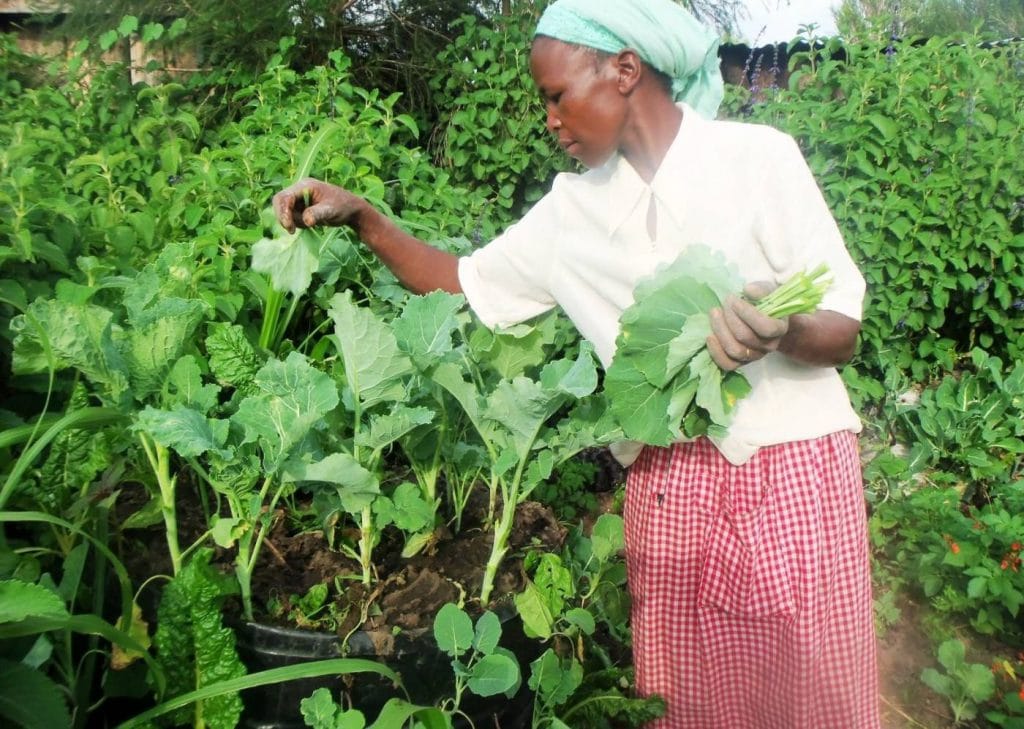 | Kale harvest in central Kenya | MR Online's Nturukuma region