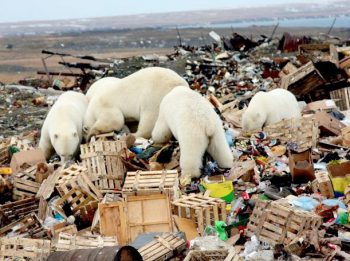 | Polar Bears scavenging a garbage dump in the Arctic | MR Online