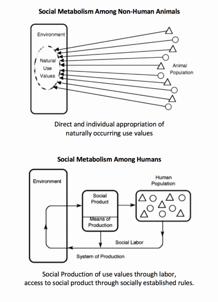 | Social metabolism among non human animals | MR Online