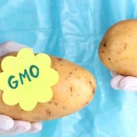 | GMO Potato Creator Now Fears Its Impact on Human Health | MR Online