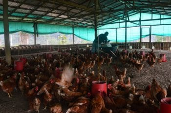 | Chicken farming | MR Online