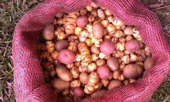 | Native potatoes and tubers from the Andes Venezuela Libre de Transgenicos Semillas del Pueblo | MR Online