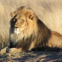 A British company is organising hunts of captive lions for trophy hunters, finds investigation by the Campaign to Ban Trophy Hunting.