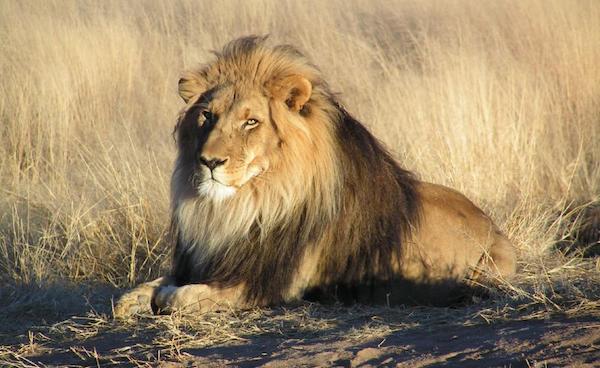 | A British company is organising hunts of captive lions for trophy hunters finds investigation by the Campaign to Ban Trophy Hunting | MR Online