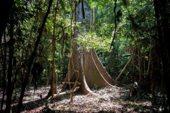 | The rainforest in Uru Eu Wau Wau territory on April 22 2019 Indigenous leaders are promoting alternatives to clear cutting such as medical research ecotourism and sustainable food industries like açaí Brazil nuts and fruit Photo Gabriel Uchida | MR Online