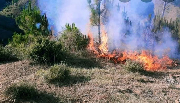 | One of the largest forests in Diamer district of Gilgit Baltistan has caught fire due to unknown reasons pic via Baig Zada anayatbaig | MR Online