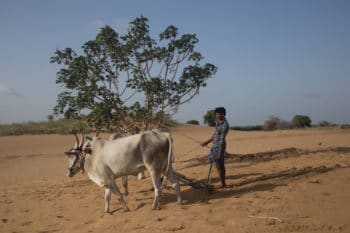 | Linganna | MR Online's grandson Honnur Swamy is a desert cultivator now