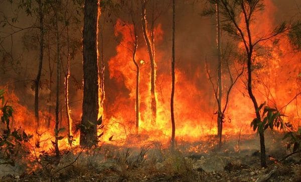 | Bushfires in Australia Photo Wikimedia | MR Online