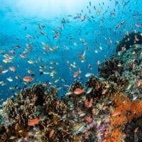 | A coral reef near the Indonesian island of Bali SHUTTERSTOCK | MR Online