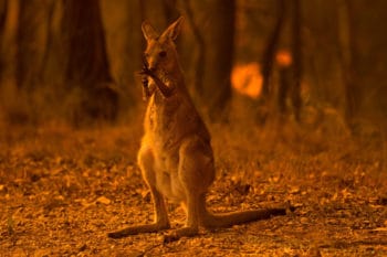 | A wallaby licks its burnt paws after escaping a bushfire near the township of Nana Glen in New South Wales in November 2019 WOLTER PEETERSTHE SYDNEY MORNING HERALD VIA GETTY IMAGES | MR Online