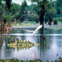| Heron taking flight on the Mississippi River Image courtesy of EPA | MR Online