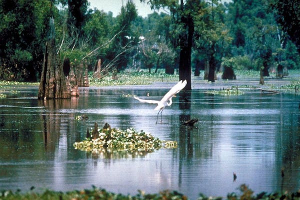 | Heron taking flight on the Mississippi River Image courtesy of EPA | MR Online