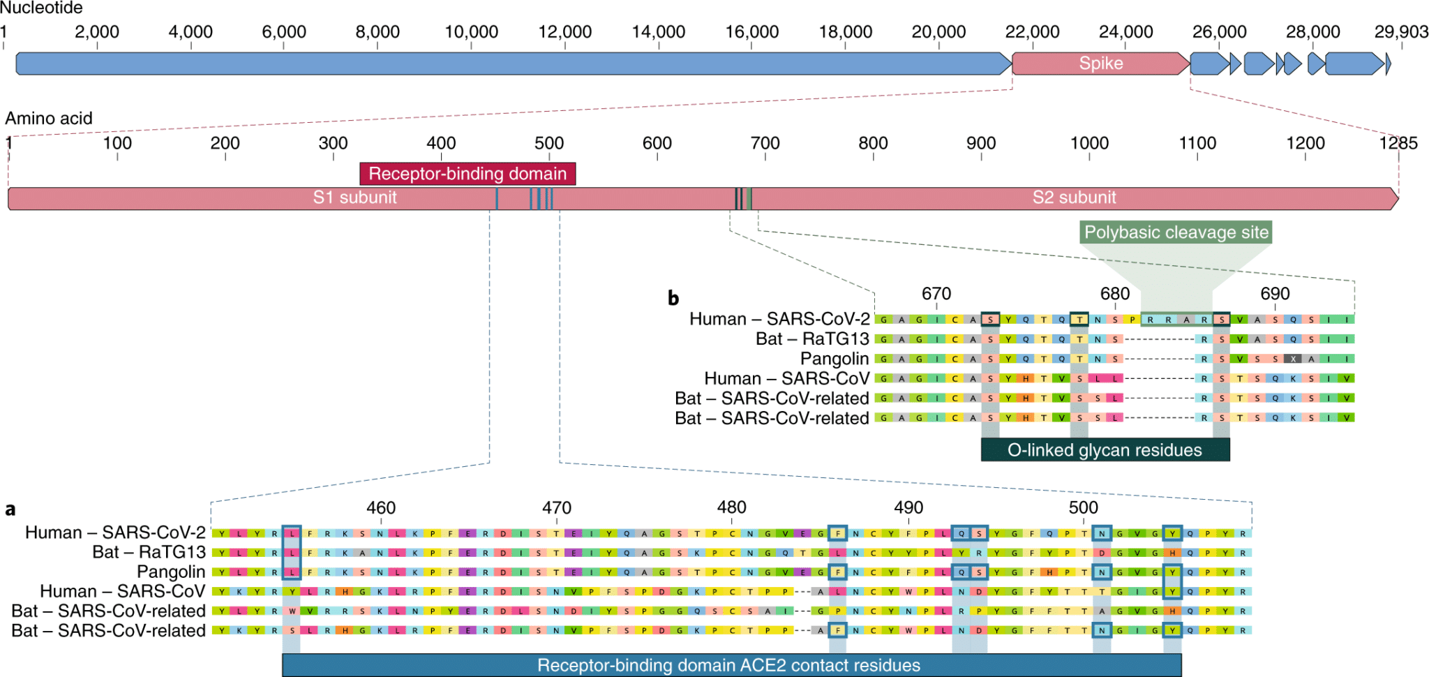 | a Mutations in contact residues of the SARS CoV 2 spike protein The spike protein of SARS CoV 2 red bar at top was aligned against the most closely related SARS CoV like coronaviruses and SARS CoV itself Key residues in the spike protein that make contact to the ACE2 receptor are marked with blue boxes in both SARS CoV 2 and related viruses including SARS CoV Urbani strain b Acquisition of polybasic cleavage site and O linked glycans Both the polybasic cleavage site and the three adjacent predicted O linked glycans are unique to SARS CoV 2 and were not previously seen in lineage B betacoronaviruses Sequences shown are from NCBI GenBank accession codes MN908947 MN996532 AY278741 KY417146 and MK211376 The pangolin coronavirus sequences are a consensus generated from SRR10168377 and SRR10168378 NCBI BioProject PRJNA5732982930 | MR Online