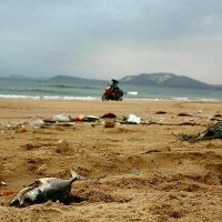 Dead fish, trash, plastic, ocean pollution awareness (Photo: Pikist.com)