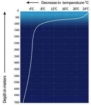 | Typical ocean layers Temperature falls rapidly in the thermocline between the mixed layer above 200 meters and the deep layer below 1000 meters where temperature is nearly constant Depths vary by latitude and season Source Wikimedia Commons | MR Online