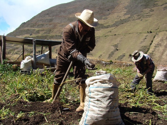 | Researchers academics and Andean families are working on strategies to recampesinize food choices Photo Ministry of Peoples Power for Science and Technology | MR Online