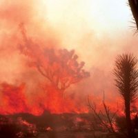 | Wildfire in Joshua Tree National Park in 2014 National Park Service photo | MR Online
