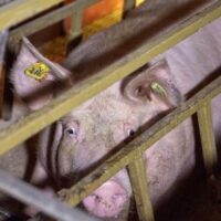 | Inside the pig farm Photo Farms Not Factories | MR Online