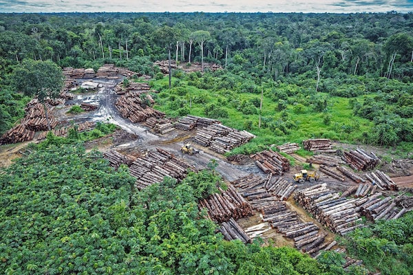 | Illegal logging on Pirititi indigenous Amazon lands Photo Flickr quapan | MR Online