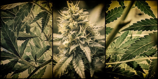 | Cannabis | MR Online