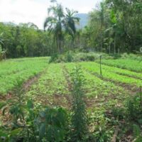 | Agroecology establishes a sustainable relationship of crops to the environment | MR Online