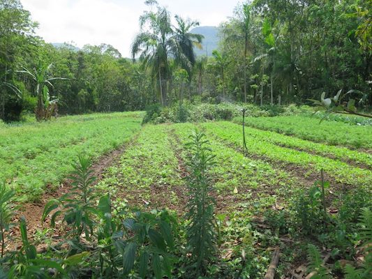 | Agroecology establishes a sustainable relationship of crops to the environment | MR Online