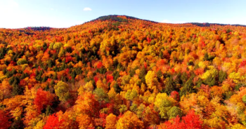 | Forests such as this one in Maine US were suddenly counted in the carbon budget as an incentive for the US to join the Kyoto Agreement Inbound HorizonsShutterstock | MR Online