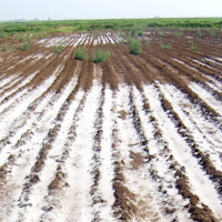 Salinized soil fields in Ethiopia