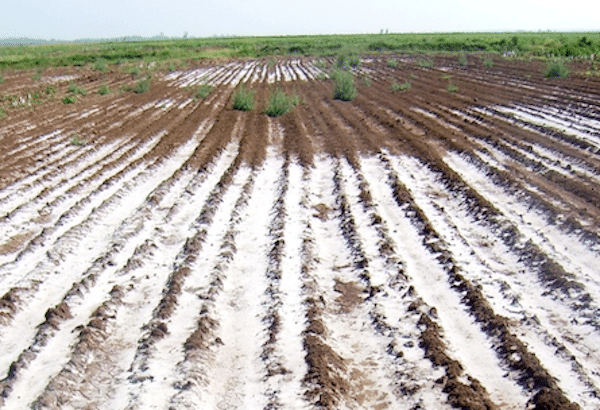 | Salinized soil fields in Ethiopia | MR Online