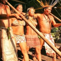 | Tukanos from Amazon rainforest | MR Online