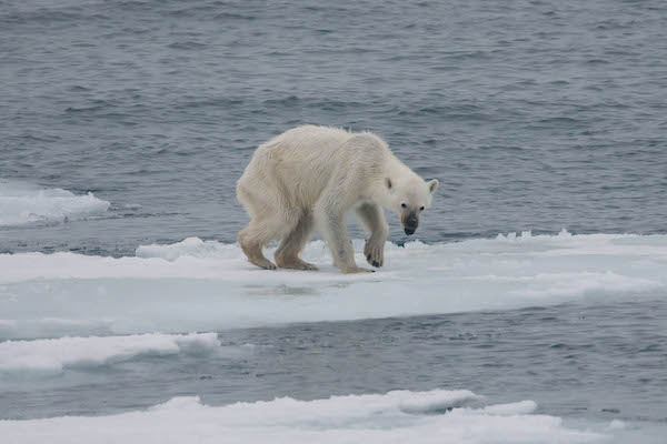 | UNDER THREAT Reduced sea ice due to climate change might cut the polar bear population by two thirds by 2050 Photo Andreas Weith | MR Online