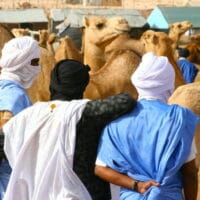 Camel market in Nouakchott, Mauritania, 2008.