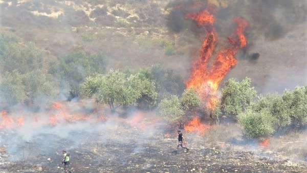 | Israeli settlers have been accused of repeatedly setting fire to Burins olive groves such as here in 2017 | MR Online