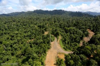 | A logging road through the forest in Sabah | MR Online