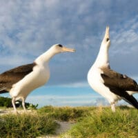 Albatross, famous migratory bird, is also a love bird. It is known for being monogamous, forming long-term bond with one partner that is rarely broken. Mated pairs never split up until one bird dies.