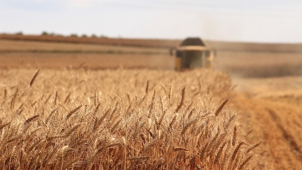 | Russia Ukraine war feeds food inflation in North Africa | MR Online
