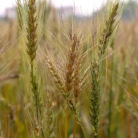 | Wheat | MR Online