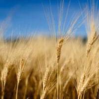 Lovely Wheat field