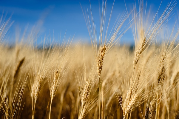 | Lovely Wheat field | MR Online