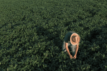 | The biggest lure of soybeans for capital is that it lends itself to capital intensive large scale cultivation Photo Graphic Insect Creative | MR Online