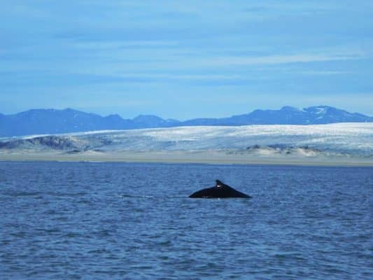 | A humpback whale swims along the Greenlandic ice sheet in the Davis Strait south of Nuuk Around 85 of the surface area of Greenland is covered by ice Source Wikimedia Commons | MR Online