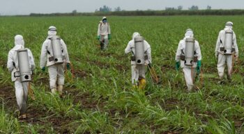 | Glyphosate was first released as an herbicide in 1974 under the trade name Roundup but its use didnt explode until the mid 1990s when Monsanto now owned by Bayer released the first Roundup Ready crops | MR Online