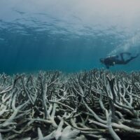 | Coral bleaching off Heron Island in Queensland in 2016 Credit The Ocean AgencyXL Catlin Seaview SurveyRichard Vevers | MR Online
