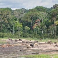 African forest elephants, lowland bongos and forest buffalos, Dzanga Sangha Special Reserve, Banks of the Sangha river, Central African Republic