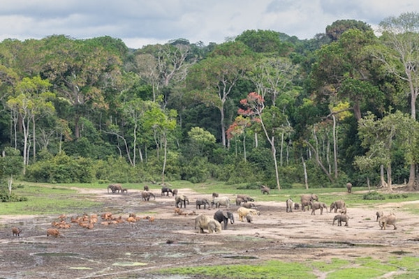 | African forest elephants lowland bongos and forest buffalos Dzanga Sangha Special Reserve Banks of the Sangha river Central African Republic | MR Online