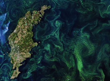 | Seasonal green algae blooms in the ocean can be so extensive they are visible from space Phytoplankton algae and cyanobacteria take up carbon to fuel photosynthesis and integrate that carbon into their tissues When they die that carbon is gradually carried to the deep ocean where it is storeda mechanism known as the biological carbon pump Image by the European Space Agency via Flickr CC BY SA 20 DEED | MR Online