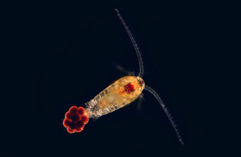 | Zooplankton are tiny organisms that float in vast numbers on ocean currents and feed on phytoplankton Research has found that consuming microplastics slows zooplankton feces descent to the deep ocean potentially dampening the biological carbon pump Image by Proyecto Agua via Flickr CC BY NC SA 20 DEED | MR Online